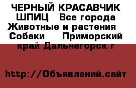 ЧЕРНЫЙ КРАСАВЧИК ШПИЦ - Все города Животные и растения » Собаки   . Приморский край,Дальнегорск г.